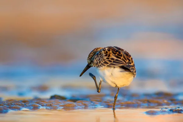 かわいい海岸の鳥 リトル スティントカラフルな自然の生息地の背景 — ストック写真