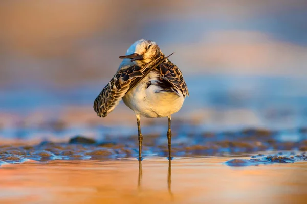 かわいい海岸の鳥 リトル スティントカラフルな自然の生息地の背景 — ストック写真