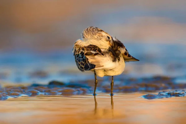 かわいい海岸の鳥 リトル スティントカラフルな自然の生息地の背景 — ストック写真