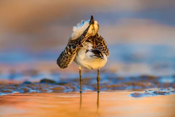 Joli Petit Oiseau Rivage Petit Stint Nature Colorée Fond Habitat — Photo