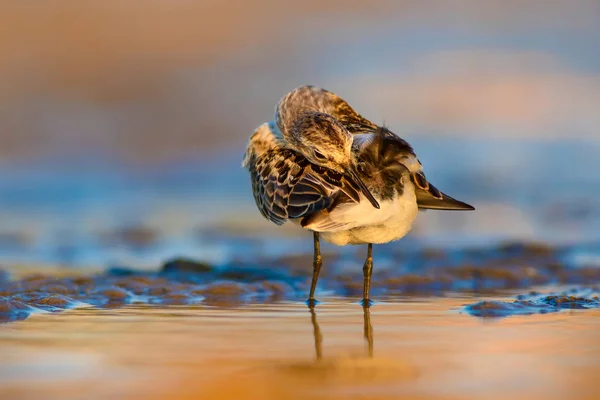 Grazioso Uccellino Riva Piccolo Stint Natura Variopinta Habitat Sfondo — Foto Stock