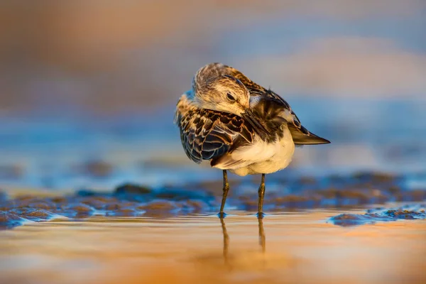 Söt Liten Strand Fågel Lite Snålhet Färgglada Natur Habitat Bakgrund — Stockfoto