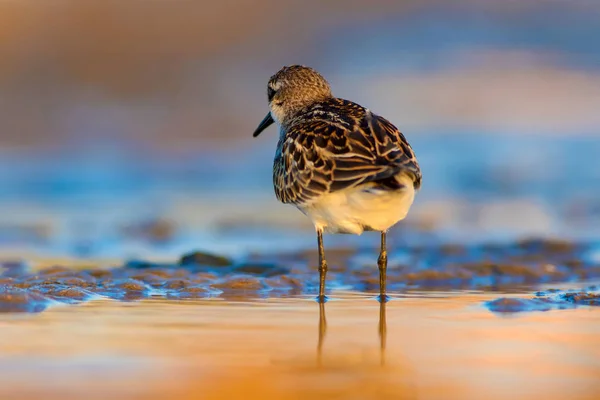 かわいい海岸の鳥 リトル スティントカラフルな自然の生息地の背景 — ストック写真