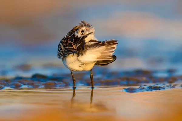 Que Passarinho Bonito Pequeno Stint Natureza Colorida Habitat Fundo — Fotografia de Stock