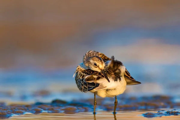 Sevimli Küçük Kıyı Kuşu Küçük Stint Renkli Doğa Habitat Arka — Stok fotoğraf