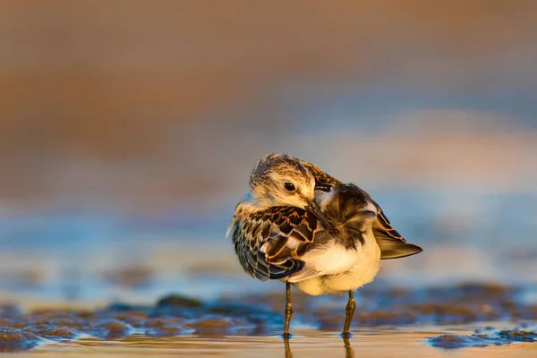 Милая Маленькая Береговая Птичка Маленький Стинт Красочные Природные Среды Обитания — стоковое фото