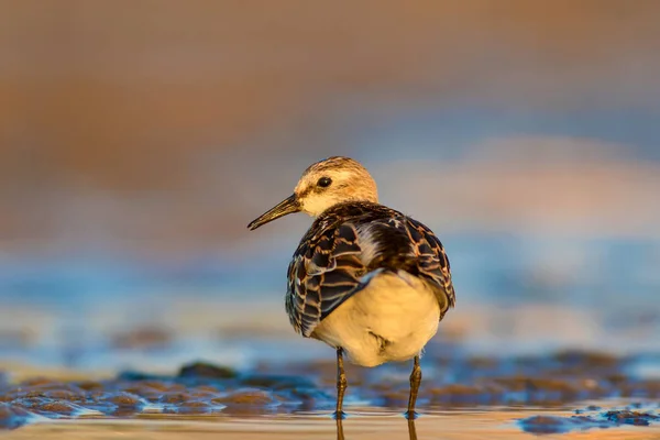 Schattige Kleine Wal Vogel Kleine Stint Kleurrijke Natuur Habitat Achtergrond — Stockfoto