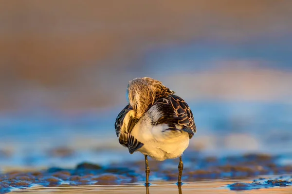Carino Uccellino Acquatico Sfondo Colorato Natura — Foto Stock