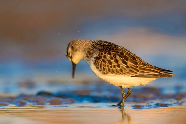 Joli Petit Oiseau Eau Fond Naturel Coloré — Photo