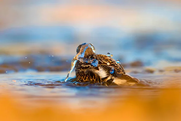 Милий Маленький Водяний Птах Барвистий Фон Природи — стокове фото