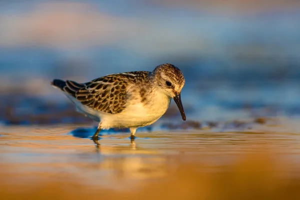 Joli Petit Oiseau Eau Fond Naturel Coloré — Photo