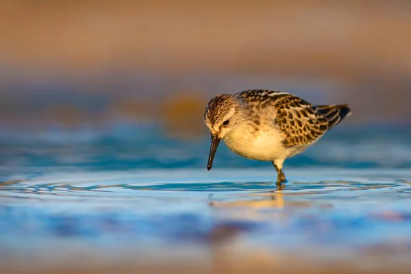 Joli Petit Oiseau Eau Fond Naturel Coloré — Photo