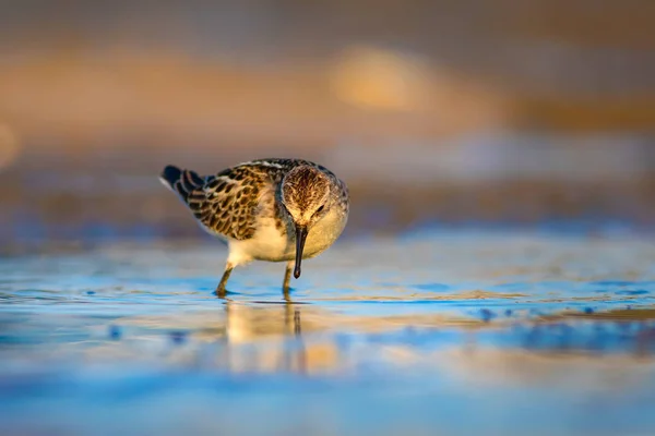 Schattige Kleine Water Vogel Kleurrijke Natuur Achtergrond — Stockfoto