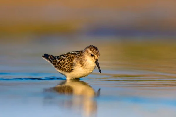 Joli Petit Oiseau Eau Fond Naturel Coloré — Photo