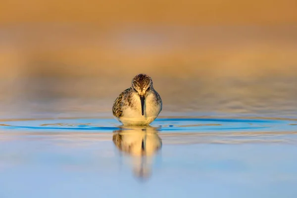 Niedlichen Kleinen Wasservogel Bunte Natur Hintergrund — Stockfoto