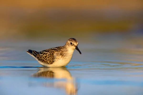 Cute little water bird. Colorful nature background.