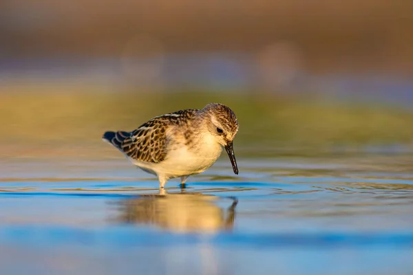 Schattige Kleine Water Vogel Kleurrijke Natuur Achtergrond — Stockfoto