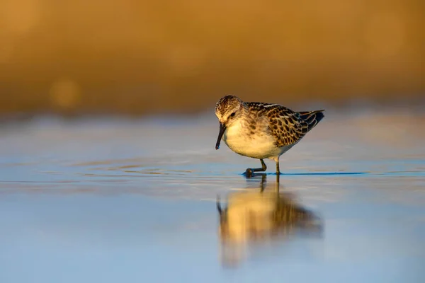 Cute little water bird. Colorful nature background.