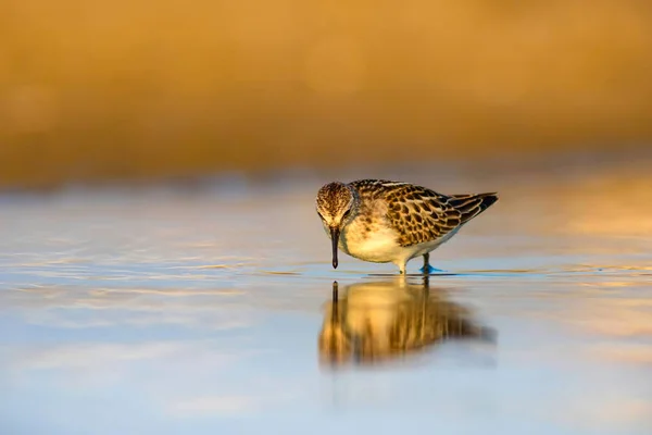 Cute Little Ptak Wody Kolorowe Tło Przyrodnicze — Zdjęcie stockowe