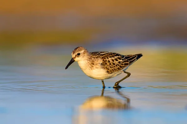 Cute little water bird. Colorful nature background.