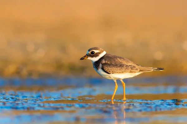 Natur Und Vogel Niedlichen Kleinen Wasservogel Farbenfrohe Natur Hintergrund Vogel — Stockfoto