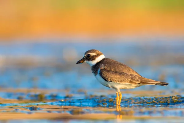 Nature Oiseau Joli Petit Oiseau Eau Fond Naturel Coloré Oiseau — Photo