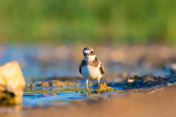 かわいい水鳥自然の背景 共通のリングプラバー チャラドリウス ヒアティキュラ — ストック写真