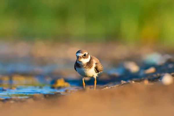 Joli Petit Oiseau Eau Fond Naturel Oiseau Pluvier Annelé Commun — Photo