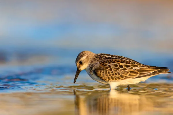 Cute little water bird. Colorful nature background.