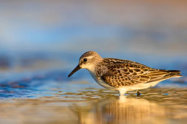 Cute little water bird. Colorful nature background.