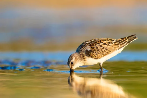 Niedlichen Kleinen Wasservogel Bunte Natur Hintergrund — Stockfoto