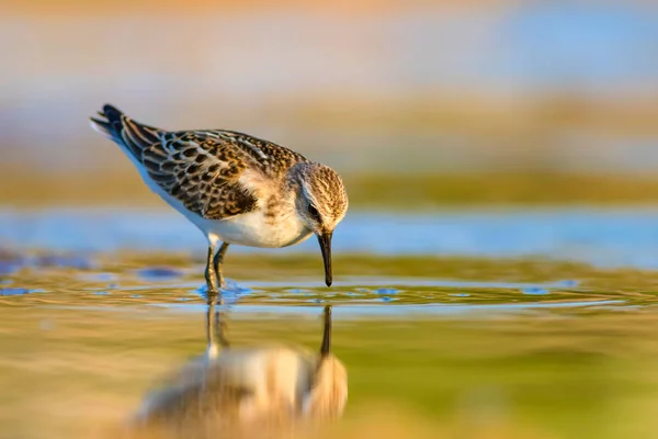 Joli Petit Oiseau Eau Fond Naturel Coloré — Photo