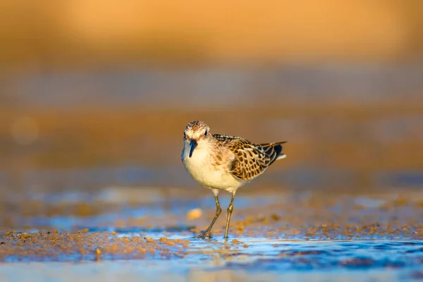Pássaro Aquático Giro Fundo Natureza Colorida — Fotografia de Stock