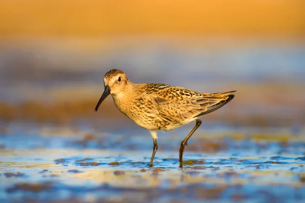 Aves Aquáticas Aquáticas Sandpiper Natureza Colorida Habitat Fundo Pássaro Água — Fotografia de Stock