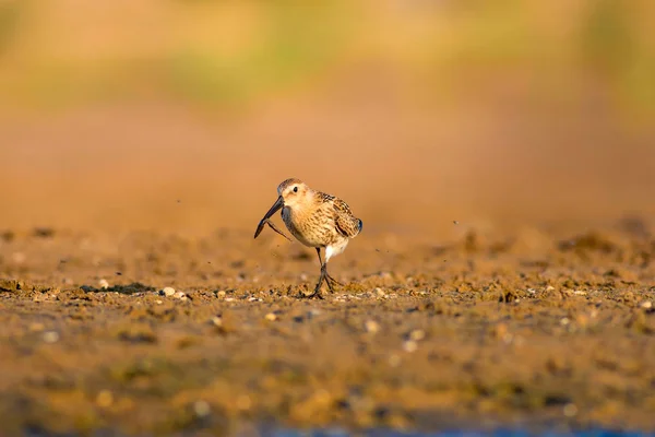 Wasser Und Wasservögel Wasserläufer Farbenfrohe Natur Lebensraum Hintergrund Gewöhnlicher Wasservogel — Stockfoto