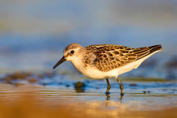 Joli Petit Oiseau Eau Fond Naturel Coloré — Photo