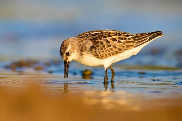 Joli Petit Oiseau Eau Fond Naturel Coloré — Photo