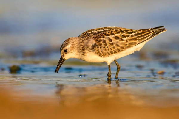 Joli Petit Oiseau Eau Fond Naturel Coloré — Photo