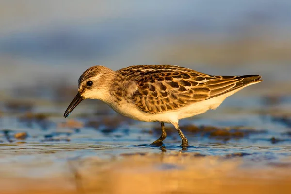 Joli Petit Oiseau Eau Fond Naturel Coloré — Photo