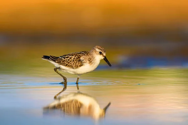 Pássaro Aquático Giro Fundo Natureza Colorida — Fotografia de Stock