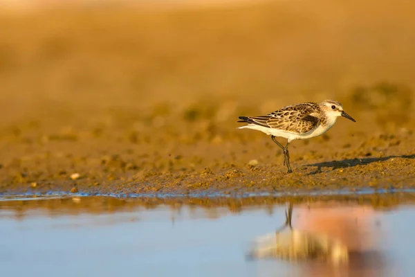 Joli Petit Oiseau Eau Fond Naturel Coloré — Photo