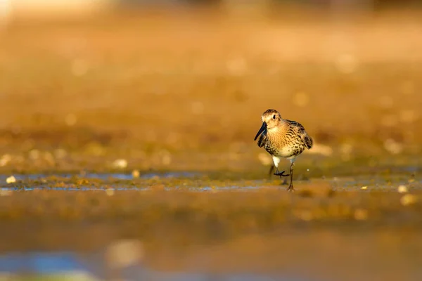 Νερό Και Νερό Sandpiper Πολύχρωμο Περιβάλλον Περιβάλλοντος Φύσης Κοινό Πτηνό — Φωτογραφία Αρχείου