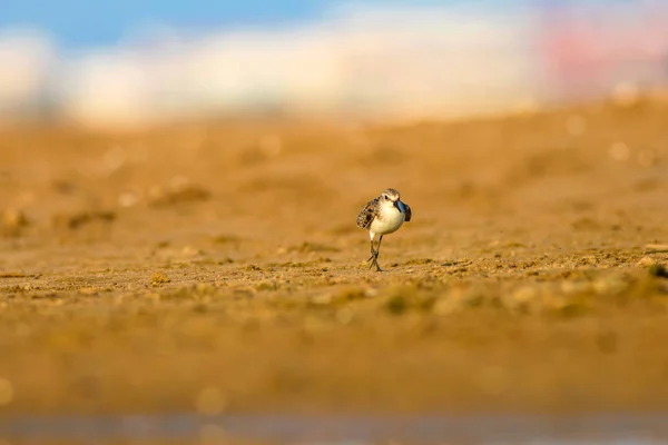 Söt Liten Vatten Fågel Färgglad Natur Bakgrund — Stockfoto