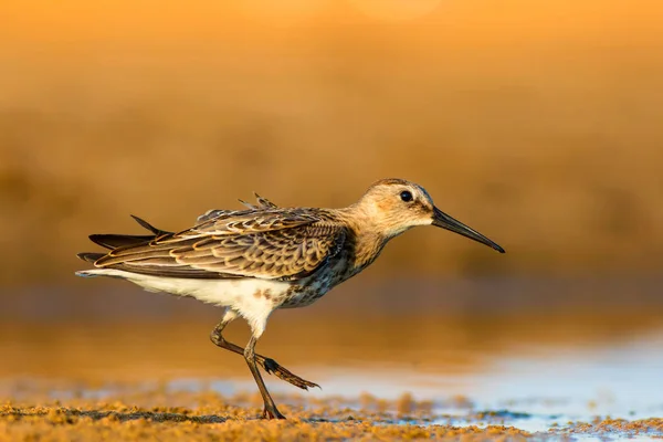 Water and water bird. Sandpiper. Colorful nature habitat background. Common water bird: Curlew Sandpiper.