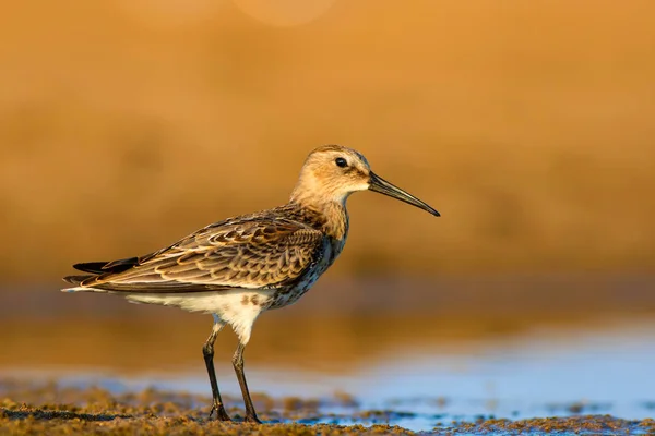 Oiseau Aquatique Aquatique Bécasseau Nature Colorée Fond Habitat Oiseau Eau — Photo