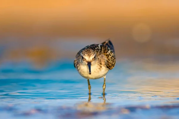 Cute little water bird. Colorful nature background.