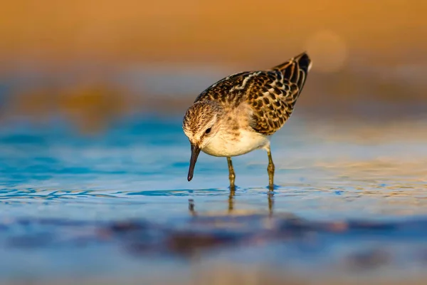 Pássaro Aquático Giro Fundo Natureza Colorida — Fotografia de Stock