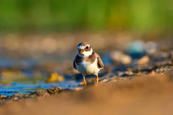 かわいい水鳥自然の背景 共通のリングプラバー チャラドリウス ヒアティキュラ — ストック写真