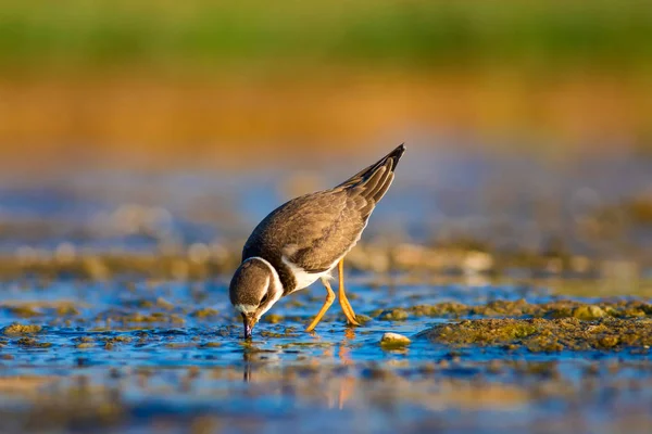 Niedlichen Kleinen Wasservogel Natur Hintergrund Vogel Regenpfeifer Scharadrius Hiaticula — Stockfoto