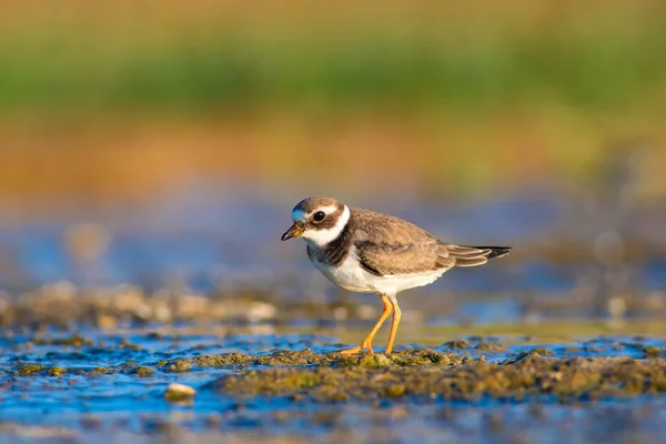 Schattige Kleine Water Vogel Natuur Achtergrond Vogel Gewone Geringde Plevier — Stockfoto